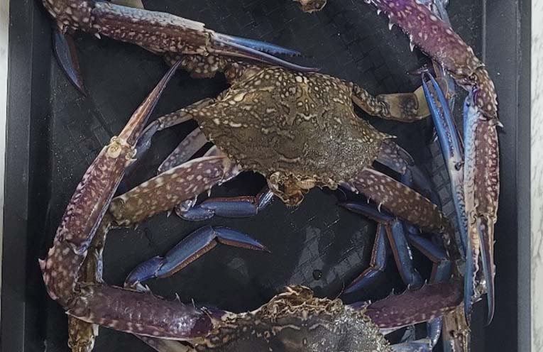 Stinker’s Fishin’: Time to go crabbing