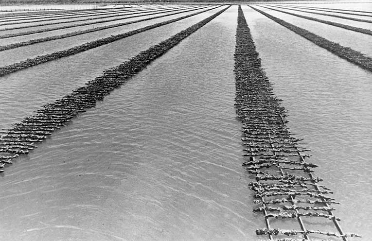 Stinker’s History: More than farmers on Marsh Road