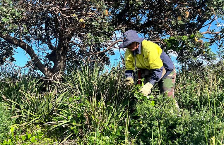 Community invited to join bush regeneration on One Mile Beach headland