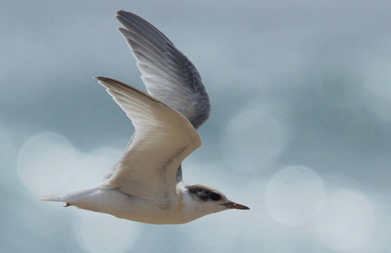 Little terns continue remarkable comeback