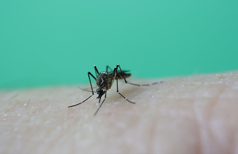 Mosquito numbers set to soar after long rains