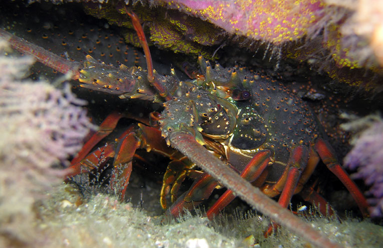 Stinker’s History:  Lobstering story time
