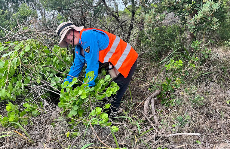 Weed removal and replanting to be undertaken at Fingal Bay