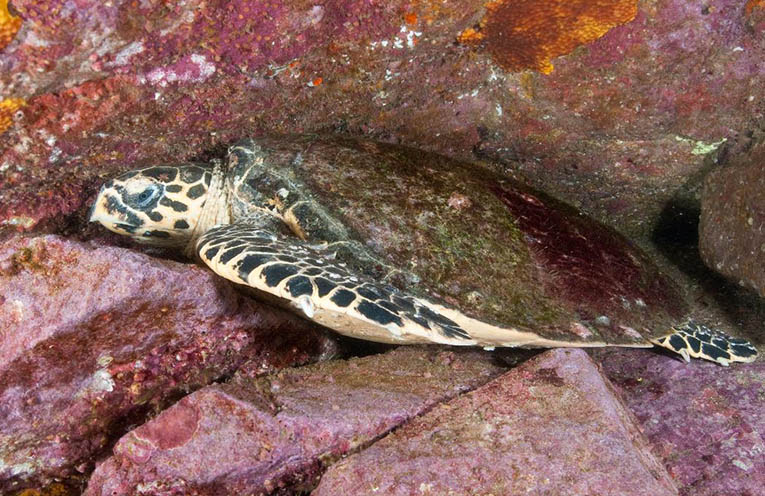 Stinker’s Fishin’: A Marine Park for the future