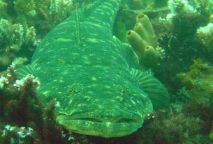 Stinker’s Fishin’: Protect the first links in the chain