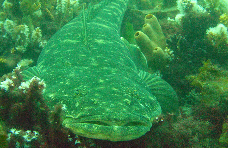 Stinker’s Fishin’: Protect the first links in the chain