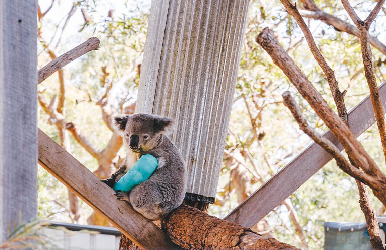 Advertising feature: Keep learning at the Port Stephens Koala Sanctuary