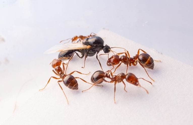 Fire ants discovered in Tweed Heads