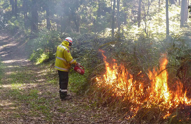 Study: Prescribed burning threatens survival of skinks and other wildlife