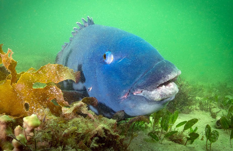 EXPLAINER – The Eastern Blue Groper: A NSW coastal icon