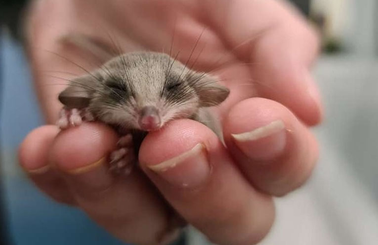 No creature too great or small for WINC