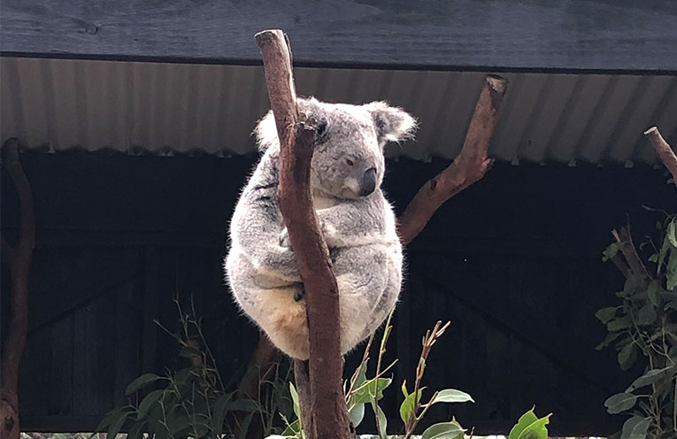 Thermal drones to map koala habitats in Port Stephens Council project