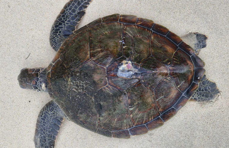 Sick sea turtles washing up on Port Stephens beaches