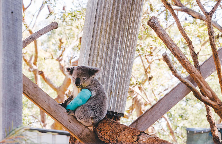ADVERTISING FEATURE: Adventure these school holidays at Port Stephens Koala Sanctuary