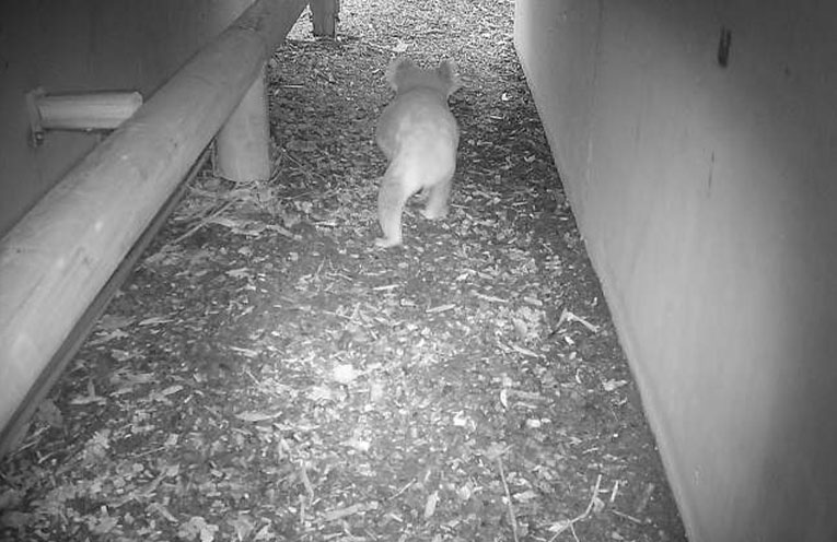 Save the Koala Month highlights conservation efforts in Port Stephens
