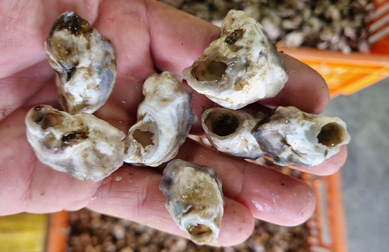 Oyster farmers report stock losses worth over $4 million after mass mortality event