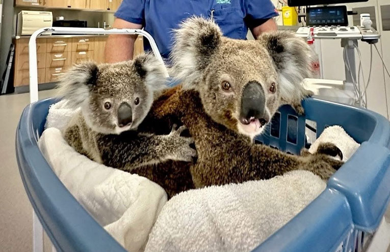 $20k raised through Return and Earn to support injured koalas