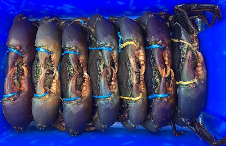 Stinker’s Fishin’: Monster Muddies
