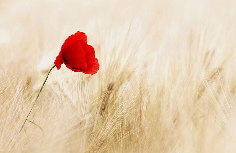 Raymond Terrace to mark 100 years of Anzac Park Cenotaph on Remembrance Day