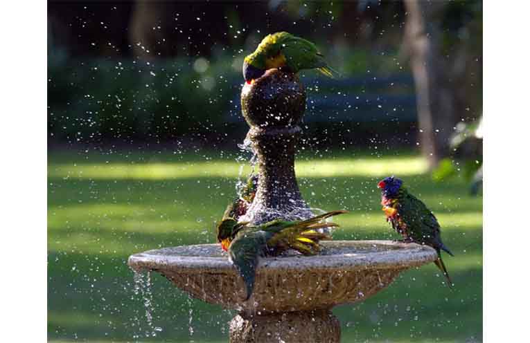 Maintained entirely by volunteers, head along and see the beauty of this sanctuary.