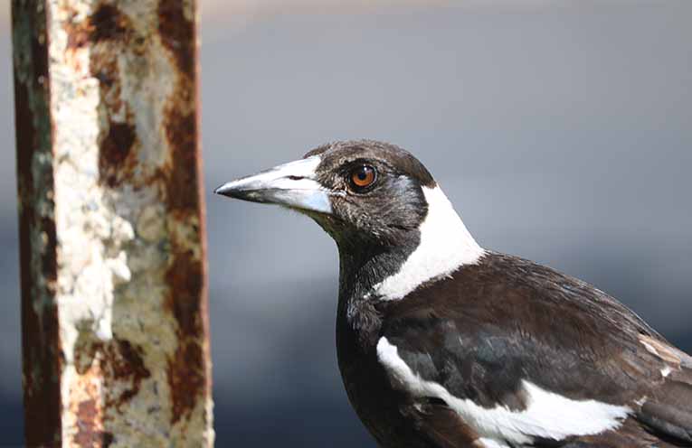Aussie Bird Count underway this week