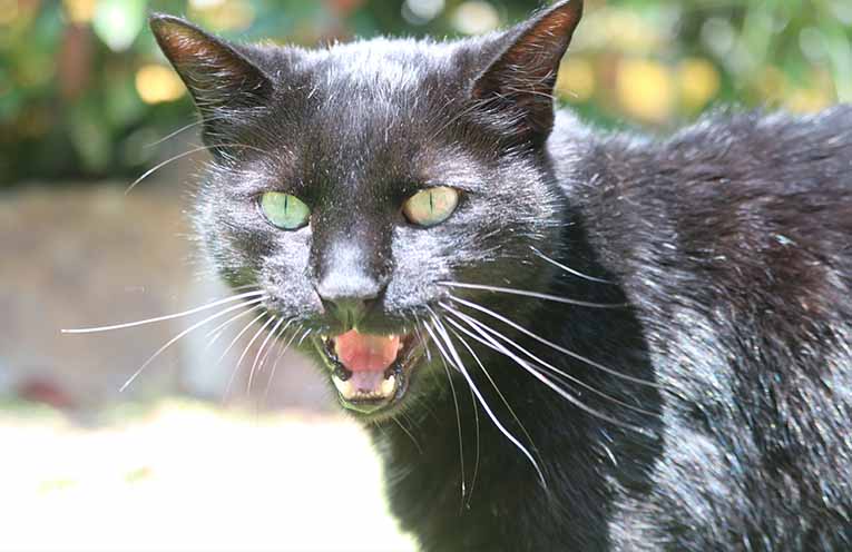 Cat education program expanded to Port Stephens