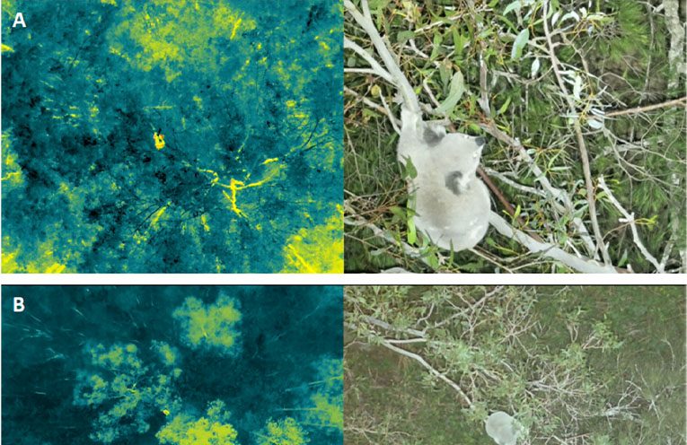 Drone survey confirms koala population around Grahamstown Dam