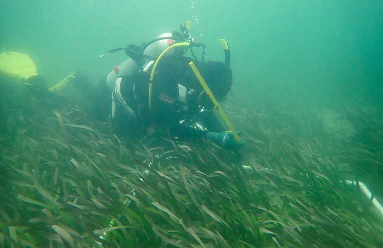 Citizen scientists called on to spot underwater flowers