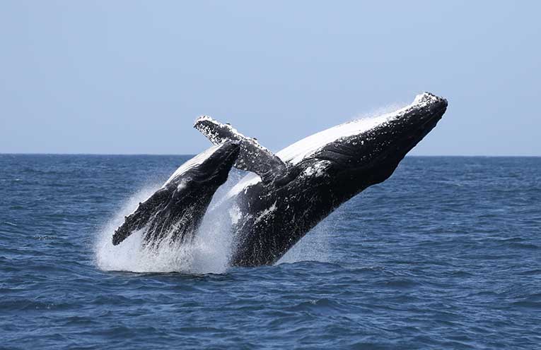 Port Stephens researcher captures the moment a humpback whale and calf breach the surface