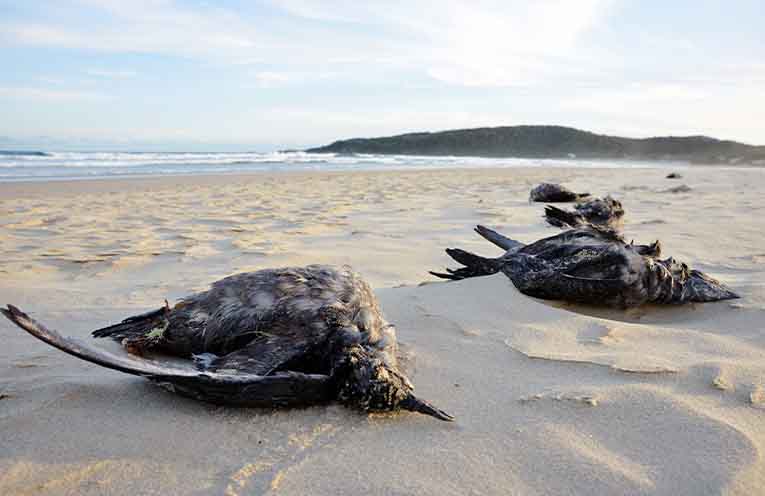 The ecological disaster threatening Australian seabirds