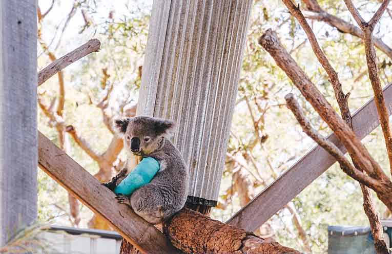 ADVERTISING FEATURE: Discover something wild these school holidays at Port Stephens Koala Sanctuary