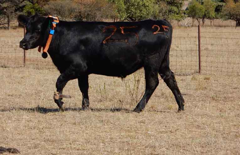 Strict welfare guidelines as government legalises virtual stock fencing