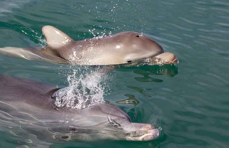 Dolphin friendships can last decades - they surf waves together, rest side-by-side and build deep, stable alliances that look remarkably like human relationships. Photos: Dr Simon Allen, Shark Bay Dolphin Research.
