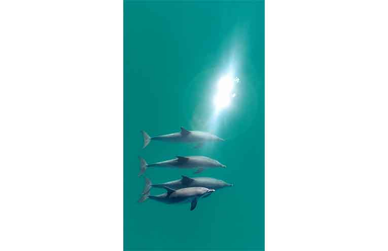 Dolphin friendships can last decades - they surf waves together, rest side-by-side and build deep, stable alliances that look remarkably like human relationships. Photos: Dr Simon Allen, Shark Bay Dolphin Research.