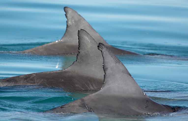 Dolphin friendships can last decades - they surf waves together, rest side-by-side and build deep, stable alliances that look remarkably like human relationships. Photos: Dr Simon Allen, Shark Bay Dolphin Research.