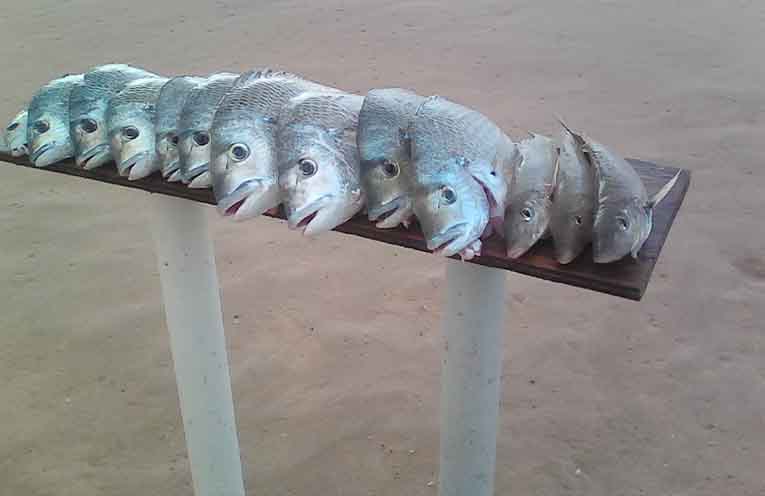 Stinker’s Fishin’: Beach Bream