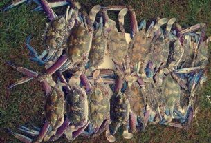 Stinker’s Christmas fishing guide