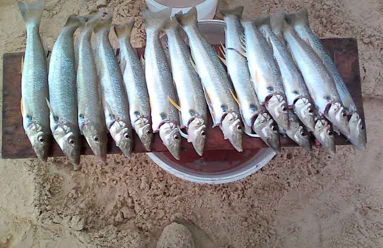 Stinker’s Fishin’: Hit the beaches