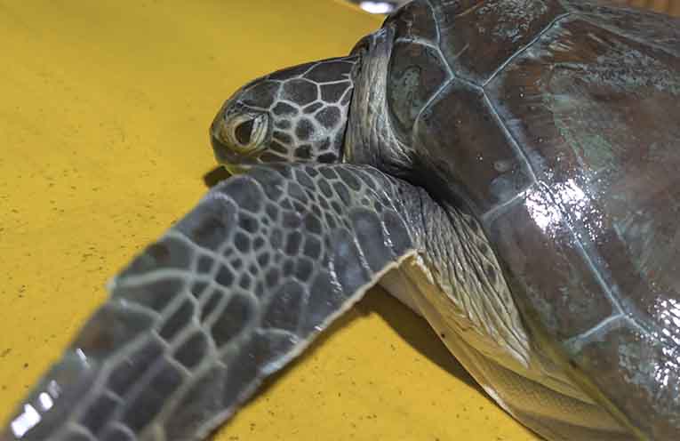 Rescue, recovery and hope: Inside Sea Shelter’s fight to save Port Stephens’ green sea turtles