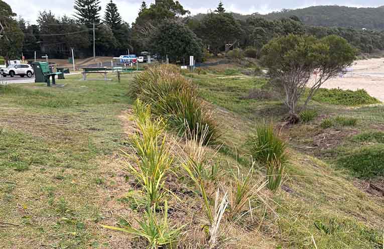 Grant to support the restoration of Fingal Bay foreshore