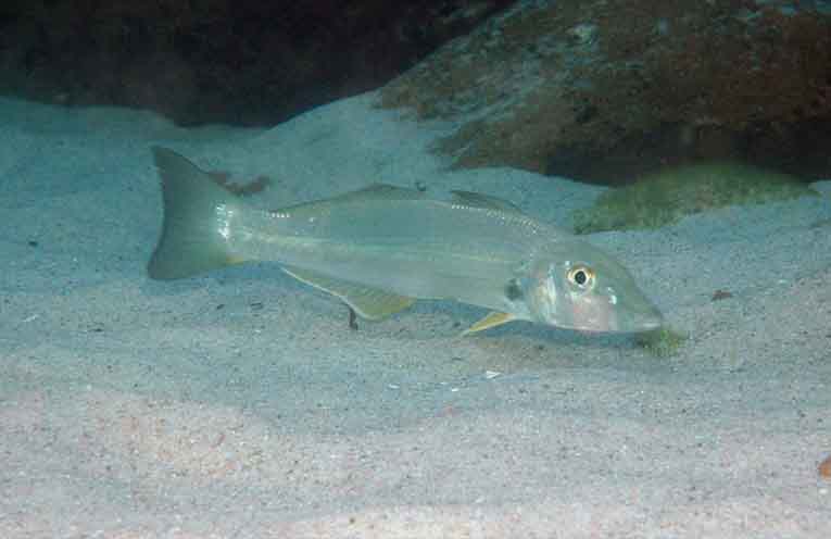 Stinker’s Fishin’: Fishing fun in February