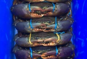 Stinker’s Fishin’: Mud crabs all at sea