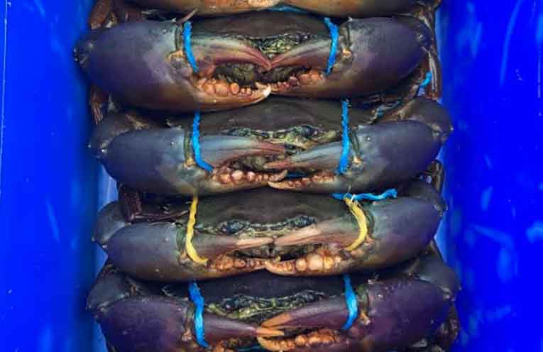 Stinker’s Fishin’: Mud crabs all at sea