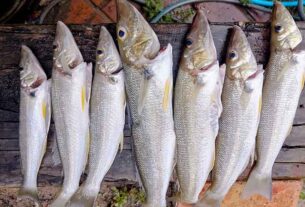 Stinker’s Fishin’: Top quality seafood