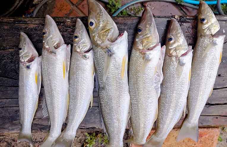 Stinker’s Fishin’: Top quality seafood