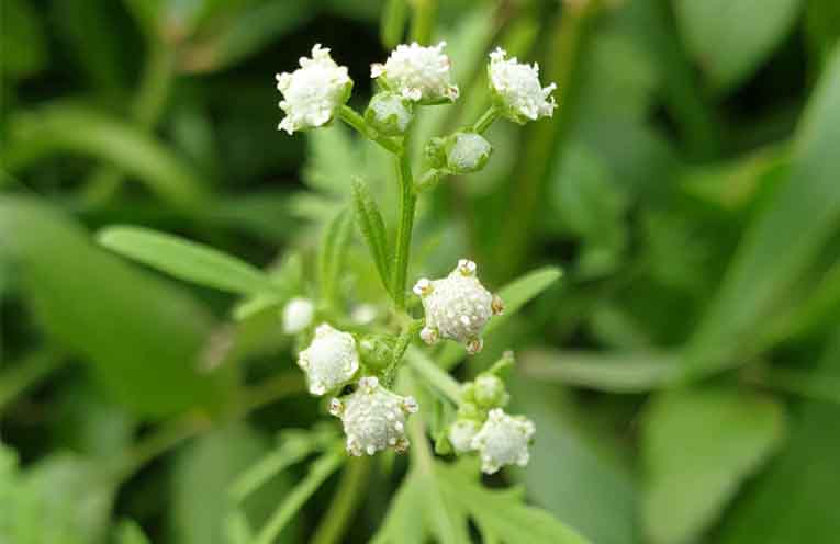 Weed action program gets an update