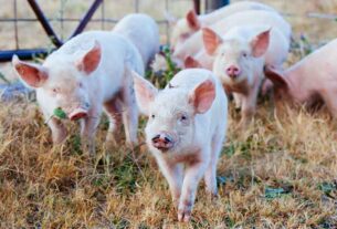 Practical advice for pig owners in the Hunter