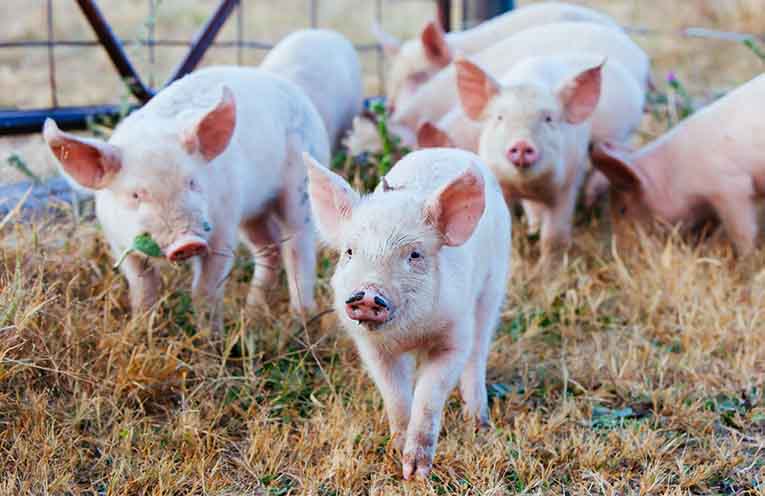 Practical advice for pig owners in the Hunter