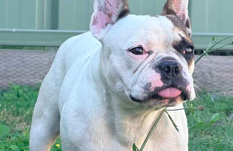 Council responds to animal welfare allegations