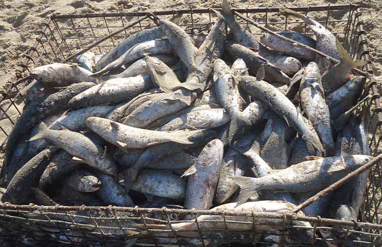 Stinker’s Fishin’: Here they come!